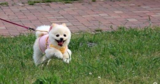 美國多州爆發神秘犬類傳染病