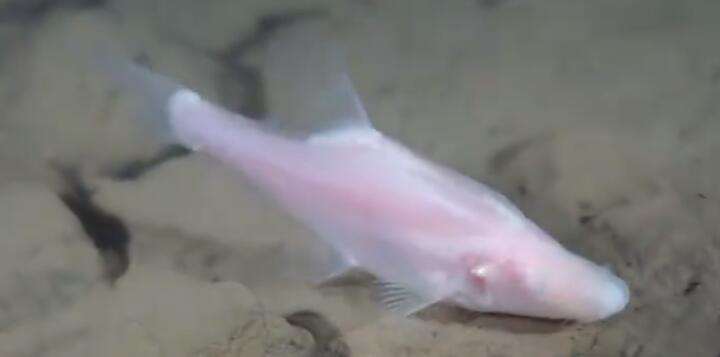 長江發現魚類新物種貴陽金線鲃